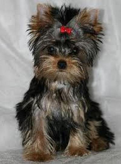 I like animals very much. In our house there is a cat, a dog, two Guinea-pigs and fish, but most of all...