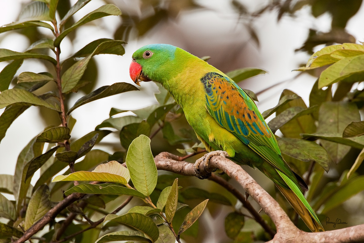 I have recently got a nice present for my birthday. Guess what it? It’s a parrot. His name is Kesha. In...