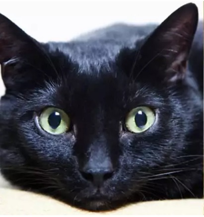 Кошка спасла супружескую пару от утечки газа  Около двух часов ночи, когда Труди и Грег Гай спали в своей комнате, к...