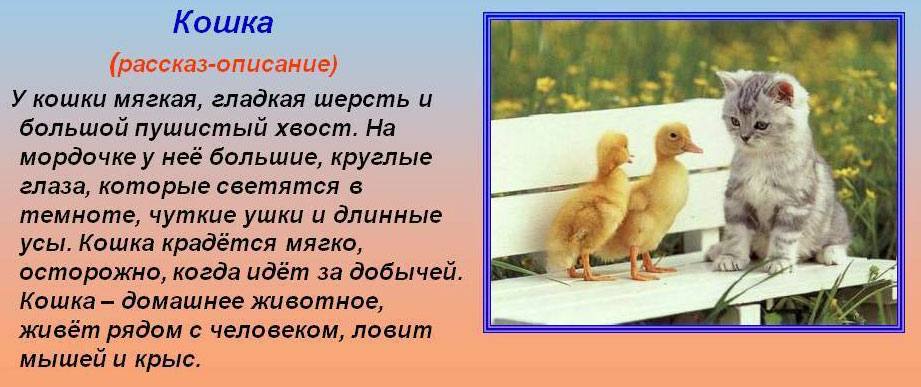 I have a pet - a cat Barsik. It is white in color. His pink nose and green eyes. He loves...